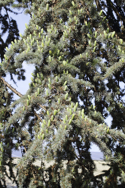 山阿特拉斯西洋雪松' Glauca '雄花粉球果